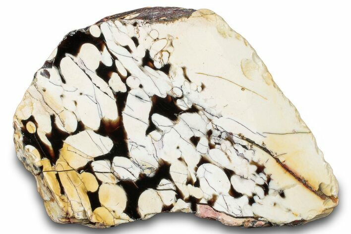 Petrified Peanut Wood Section - Australia #314295